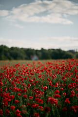 Obraz premium Red poppy field in Europe during summer sunset.