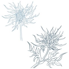 abstract floral background. Lineart. Botanical illustration of eryngium. Realistic illustration of eryngium flower for postcards, books, posters, wallpaper, textiles.
