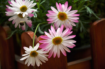 Obraz premium pink and white daisies
