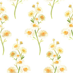 Daisies seamless pattern. Watercolor vintage illustration. Isolated on a white background.