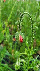 꽃양귀비(개양귀비)