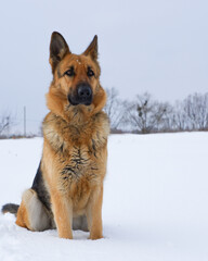 German young Shepherd dog performs the commands of the owner. German Shepherd sitting on the snow