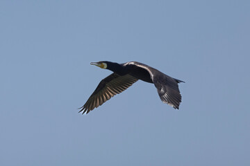 Ein fliegender Kormoran vor blauem Himmel freigestellt in der Seitenansicht