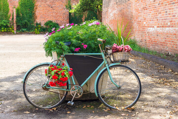 Fototapeta na wymiar Old bicycle with baskets of flowers leaning against large container with Cosmos flowering plants.