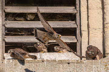 Nesting kestrel family