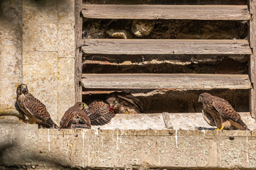 Nesting kestrel family