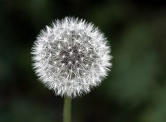Dandelion flower with ripe seeds and spherical down.