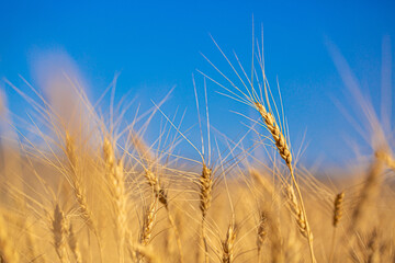 Naklejka premium Wheat field against the blue sky. Grain farming, ears of wheat close-up. Agriculture, growing food products.