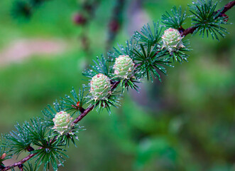 Diagonal with branch of Siberian larch in drops of water on young cones and conifers.