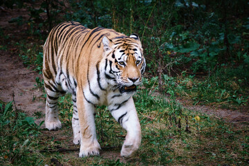 Fototapeta na wymiar Siberian tiger. Elegant big cat. endangered predator. white,black,orange striped fur