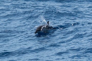 Fototapeta premium Dolphins Gran Canaria