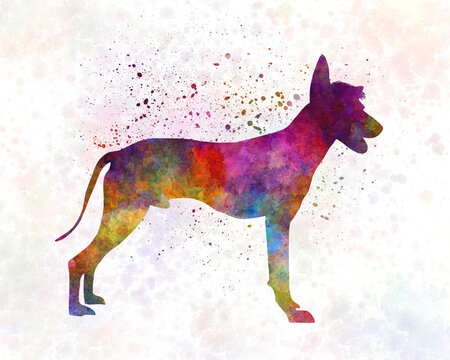 Peruvian Hairless Dog in watercolor