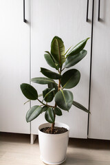 Ficus with large leaves stands in the room
