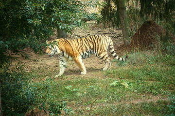 Fototapeta na wymiar Siberian tiger. Elegant big cat. endangered predator. white,black,orange striped fur