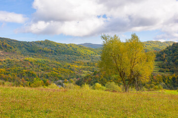 tree in yellow foliage on the rural meadow. mountainous countryside landscape on a sunny autumn day. village in the distant valley among steep hills beneath a blue sky with fluffy clouds