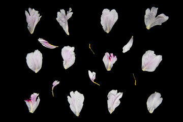 Peony petals isolated on black background