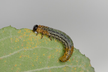 larve de tenthrède (Argidae) sur une feuille