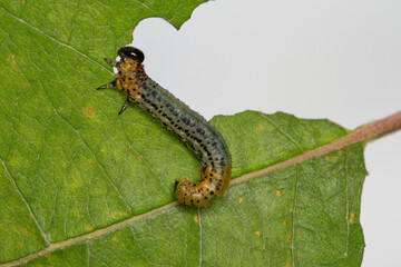 larve de tenthrède (Argidae) sur une feuille