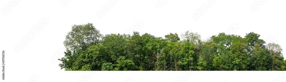 Poster Green Trees isolated on white background.are Forest and foliage in summer for both printing and web pages with cut path and alpha channel