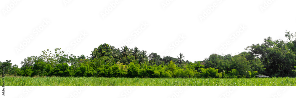 Aufkleber green trees isolated on white background.are forest and foliage in summer for both printing and web 