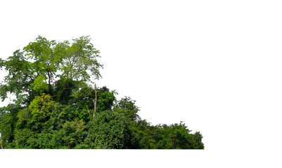 Green Trees isolated on white background.are Forest and foliage in summer for both printing and web pages with cut path and alpha channel