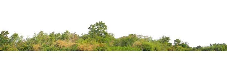Green Trees isolated on white background.are Forest and foliage in summer for both printing and web pages with cut path and alpha channel