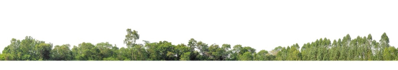 Green Trees isolated on white background.are Forest and foliage in summer for both printing and web...