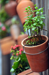 Pots with plants rack