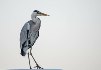 heron, bird, nature, wildlife, water, animal, grey, great blue heron, grey heron, fishing, birds,...