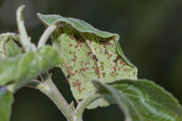 Obraz premium Aphids on young leaves of an apple tree. Aphids on an apple tree. Pests on apple trees. Selective focus. 