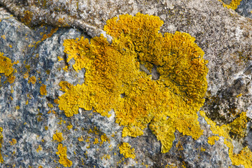 Steinfläche mit gelben Flechten, Lichen