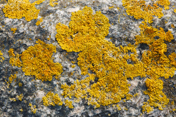 Steinfläche mit gelben Flechten, Lichen