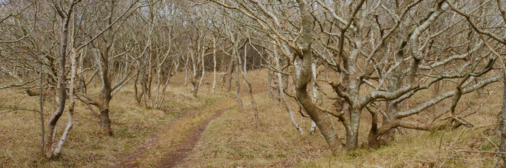 Weg durch den Krattwald, Juist,  Ostfriesische Insel, Nordsee, Niedersachsen, Deutschland, Europa