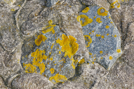 Steinfl&auml;che mit gelben Flechten, Lichen