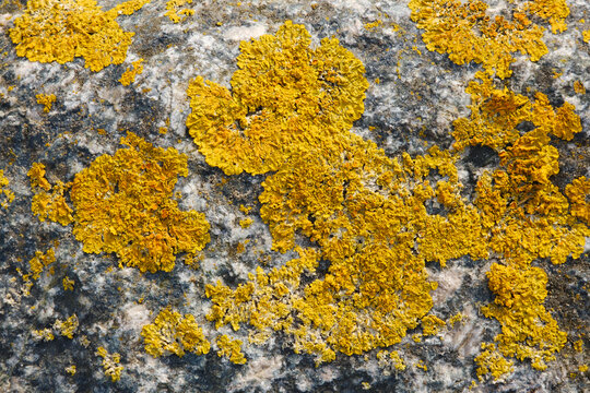 Steinfl&auml;che mit gelben Flechten, Lichen