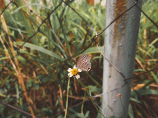 butterfly on a flower