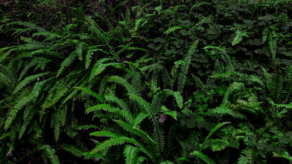 grass in the forest