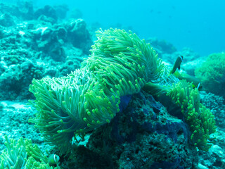 Naklejka na ściany i meble Clownfish in the sea anemone in the depths of the Indian ocean, Maldive islands.