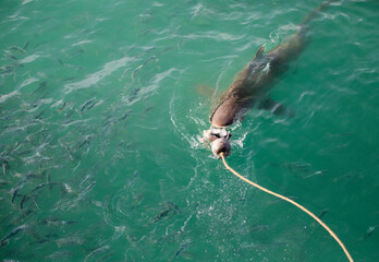 Bronze shark in the shark alley in Gansbaai (South Africa) biting the bait of the shark cage boat...