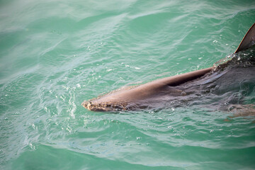 Bronze shark swimming through the shark alley in search of prey in Gansbaai (South Africa), this place is full of white sharks and other species.