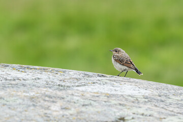 Birdlife near Stockholm