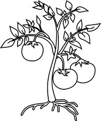 Coloring page with cartoon tomato plant with leaves, fruits, flowers and root system isolated on white background