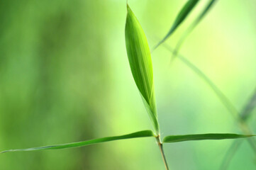 Fototapeta na wymiar bamboo leave in sunlight