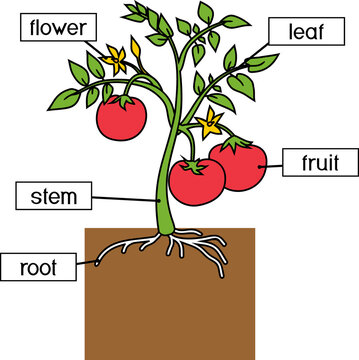 &ldquo;Parts Of Plant&rdquo; Images – Browse 378 Stock Photos, Vectors, and Video