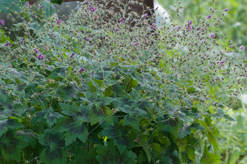 Garden geranium (Geranium phaeum) flowers, macro shot