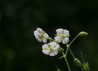 Garden geranium (Geranium phaeum) flowers, macro shot