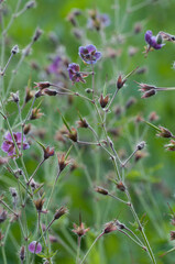 Garden geranium (Geranium phaeum) flowers, macro shot
