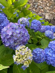 blue hydrangea flowers