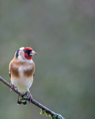 European goldfinch bird, (Carduelis carduelis), perched on a branch during Springtime