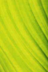 bright green canna leaf close up